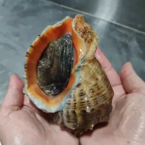 통영 참소라1kg 외 뿔소라 가리비 멍게 제철수산물