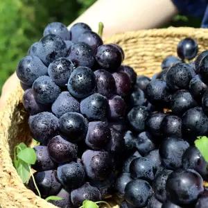 고당도 거봉 포도 특품 2kg(3-4수)