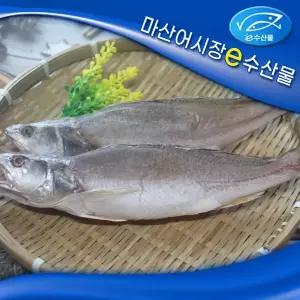 e수산물 반건조 민어조기 2마리 맛있는 민어조기 중 2마리 28cm 마른생선 제수용 말린생선