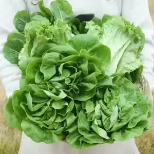 유러피안 샐러드 채소 야채 유럽 모듬 쌈채소 1kg 버터헤드 카이피라 로메인 이자벨 프릴아이스 3~6종 랜덤