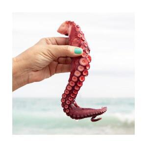 냉동 자숙 문어 다리 300g 2~3족 랜덤 필리핀 데친 문어족 숙회 문어요리 웰컴킹