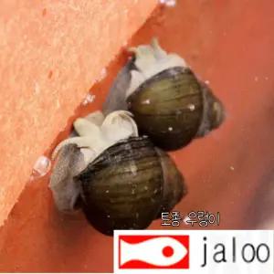 생먹이 자루 토종 논우렁이 행사중 - 5+5=10마리 새끼낳는 우렁이 어항 연못 이끼제거 수족관