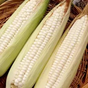 맛있는家 쫀득 말랑 최고의 간식거리 미백 찰옥수수 生 찰옥수수 14cm이상 특품사이즈
