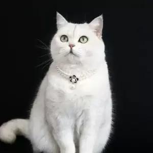 고양이 진주 목걸이 강아지 반려동물 장식 플라워 펜던트