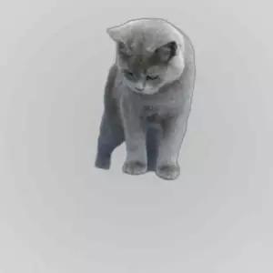 고양이 도넛 터널 숨숨집(60cm) 캣 도넛하우스