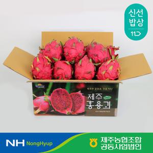 [첫출하] 제주 홍용과 3kg 5-11입 속빨간용과
