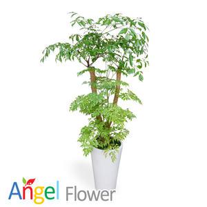 대박나무 개업화분 당일꽃배달