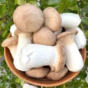 새송이버섯 상급 2kg