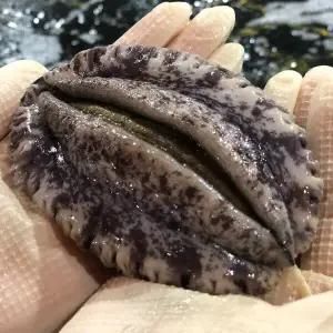 해신수산 완도활전복 특특대 6∼7미 1kg