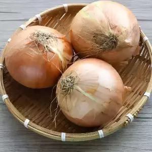 국내산 햇 양파 10kg 중