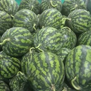 국내산 달콤한 여름의 맛 가정용 하우스 수박 4kg 이하