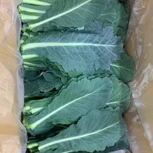 국내산 주스용 쌈채소용 케일 2kg