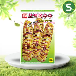 찰옥수수씨앗 100립 오색찰옥수수 옥수수씨앗종자