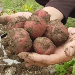 속이노란 붉은 홍감자 (특)3kg