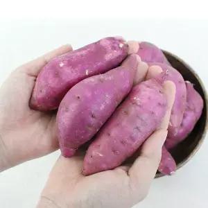[롯데백화점]친환경팔도 팔도농장 세척 꿀 밤고구마 (중)3kg