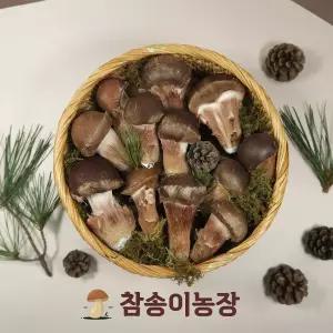[참송이농장] 국내산 최상급 참송이버섯 상품 500g/1kg 선물용