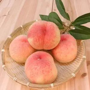 [산지직송] 새콤달콤 털복숭아 황도복숭아 3kg 대과