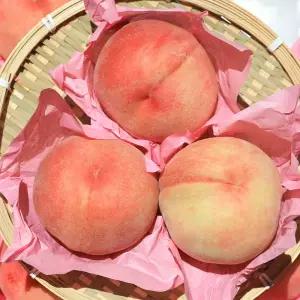 딱딱이 복숭아 백도 2kg 중과(8-10과) / 실중량발송