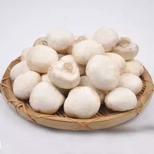 [푸르젠][산지직송] 양송이버섯 파지 2kg /GAP 인증