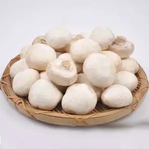 [푸르젠] 산지직송 양송이버섯 파지 2kg /GAP 인증