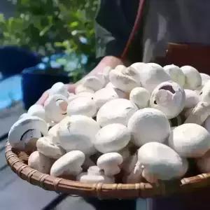 양송이버섯 2kg 못난이 당일수확 산지직송
