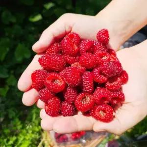 [산해직송] 프리미엄 산딸기 1kg(냉동)