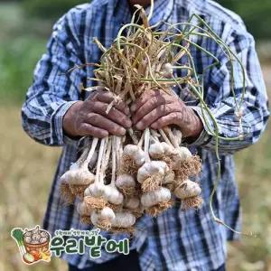산지직송 2026년 수확 서산 햇마늘 통마늘 아삭한 밭마늘 대 100개 한접