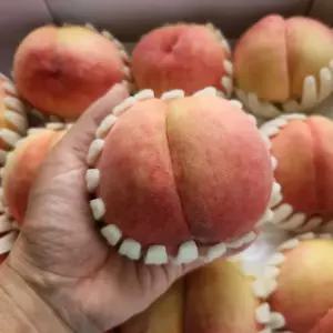 [대한농부] 딱딱이복숭아 1kg / 2kg
