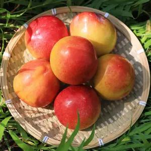 경북 새콤달콤 고당도 후무사 왕자두 1kg 특 (개당 70gg내외)
