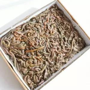 청갯지렁이 청개비 갯지렁이 낚시 생물 미끼 500g