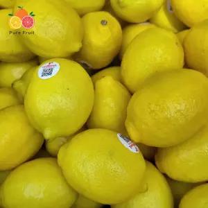 호주 씨없는 팬시 레몬 중과 3kg(25~34입 내외)