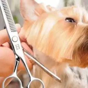 강아지 고양이 수제품 미용 이발가위 숱가위 5인치