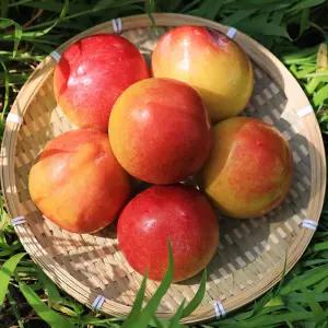 국내산 새콤달콤 후무사 2kg 특 (개당 70gg내외)