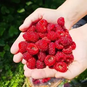 [산해직송][산해직송] 프리미엄 냉동 산딸기 1kg