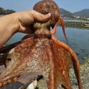 국내산 여수 생물 돌문어 1kg 1-4미