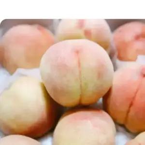 26년 첫출하 고당도 백도 복숭아 말랑이 특대과, 4kg, 1개