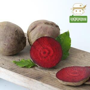 [삼촌밥먹자][삼촌농장] 신선가득 햇 레드비트 3kg