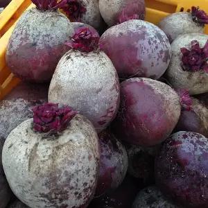 제주 청정 햇 레드 비트 3kg(특품)
