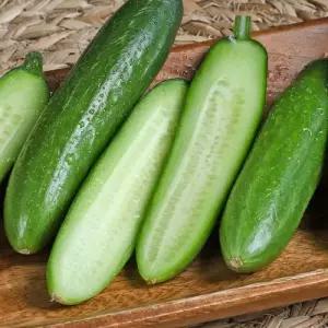 국내산 미니오이 간편 아삭 스낵오이 피클 장아찌 생식용 2kg 3kg