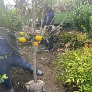[나무생각]착한가격 나무생각 / 감나무 / 태추단감 / 5~6년생 / 결실주