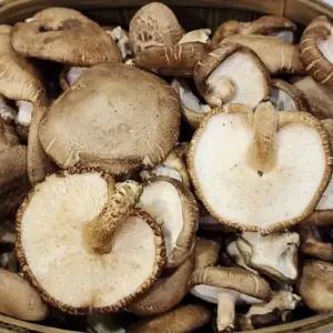 표고버섯 못난이 2kg