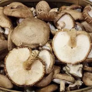 표고버섯 못난이 2kg