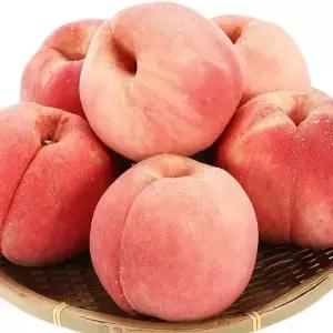 26년 첫출하 고당도 황도 복숭아 말랑이 대과, 2kg, 1개