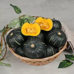 SH마트 제주 미니 밤호박 로얄과 5kg 보우짱 품종 미니단호박