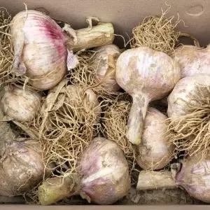 햇 마늘 국내산 통마늘 중대혼합과 10kg