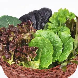 [푸르젠] 당일수확발송 유기농 모듬 쌈채소(야채) 600g