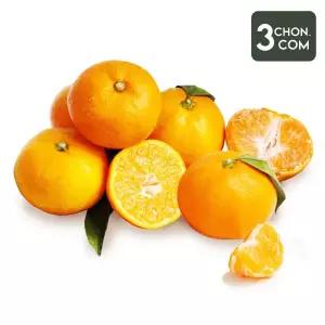 [롯데백화점]삼촌밥먹자 귤의 고향 제주 하우스 귤(중대과) 1kg