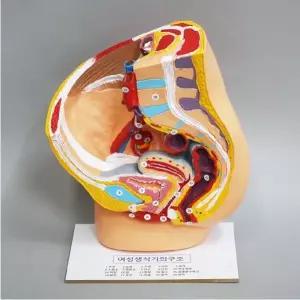 교육용 여성 생식기 구조 모형(여자 생색기 교육용 입체스탠드 해부학 생물과학실)