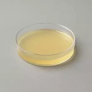 Lb Agar Plate(10개입 대장균 배양배지 미생물배양지 고체배지) 오늘출발 주문시간 오후2시까지