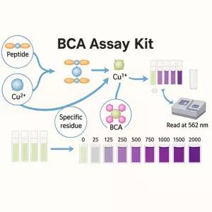 BCA Assay kit(단백질 정량법 키트)